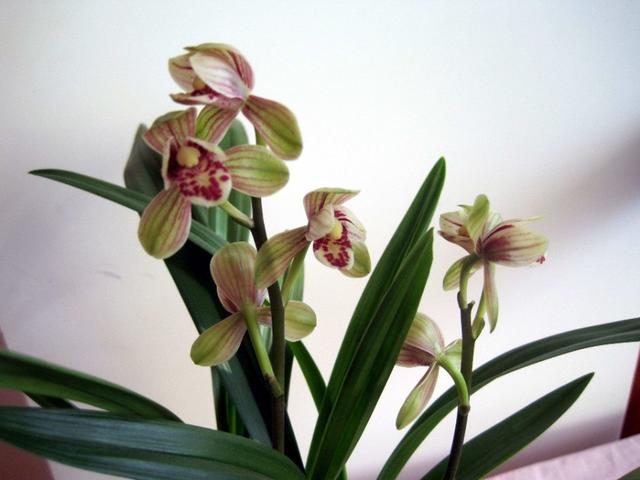 建兰和普通兰花一样吗？怎样栽培？怎样让它美美开花？