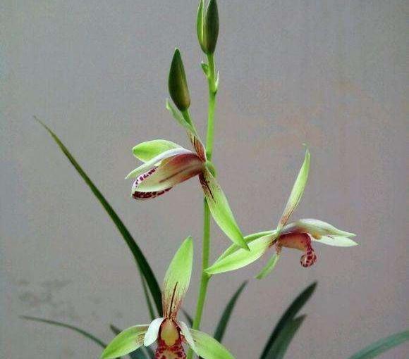 建兰和普通兰花一样吗？怎样栽培？怎样让它美美开花？