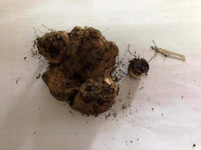马蹄莲烂根不要扔，教你一招，焕发生机！