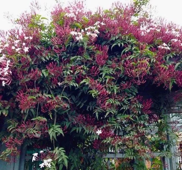 花朵美过丁香，花香浓过茉莉，花量超大，被称藤本开花机器