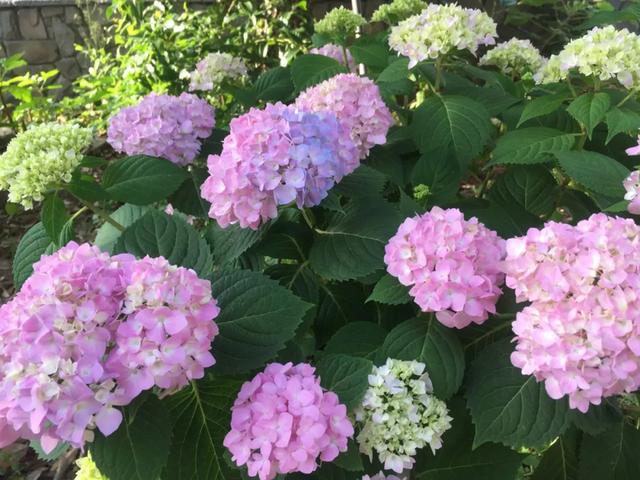 2年长到1M直径，一次能开80朵，盆栽爆花绣球养成记