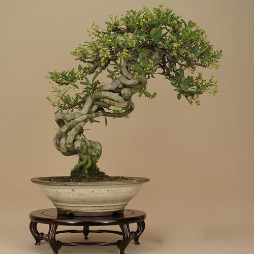 秋天火棘盆景这样制作，5个步骤，养出唯美中国味盆景，经冬不凋