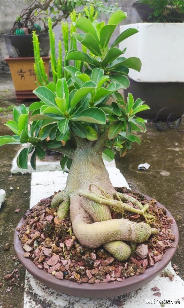 养沙漠玫瑰要舍得，狠心砍才容易出“大肚子”，枝繁叶茂开花多