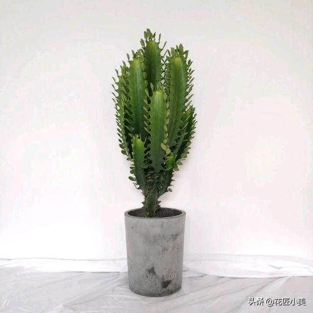 麒麟掌适合盆栽放在家里吗？具体怎么养？