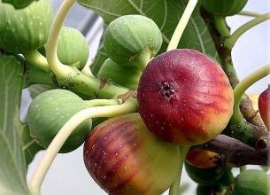要想种好无花果，有几点一定要注意，你做对了吗？