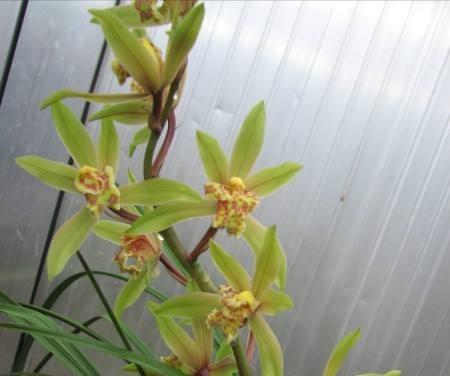 什么是兰花海底芽？有海底芽好吗？如何正确处理它?