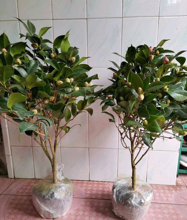买到的茶花盆土是板结黏重的黄泥土，疏剪花苞还不够，要彻底洗根