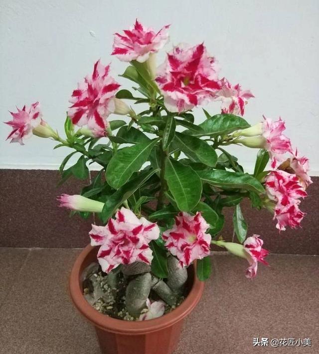 养沙漠玫瑰要舍得，狠心砍才容易出“大肚子”，枝繁叶茂开花多