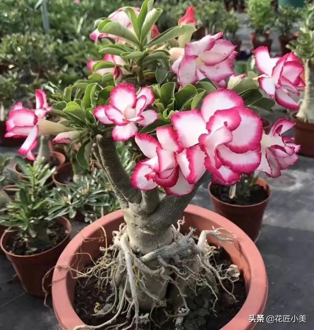 养沙漠玫瑰要舍得，狠心砍才容易出“大肚子”，枝繁叶茂开花多