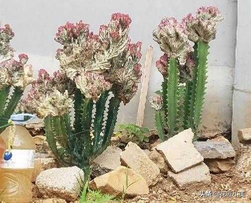 麒麟掌适合盆栽放在家里吗？具体怎么养？