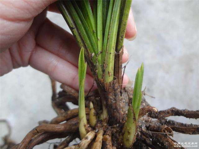 什么是兰花海底芽？有海底芽好吗？如何正确处理它?