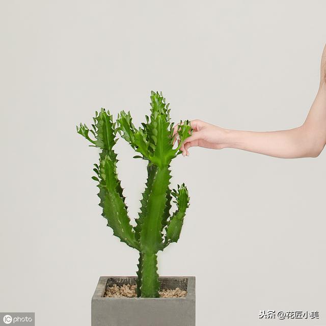 麒麟掌适合盆栽放在家里吗？具体怎么养？