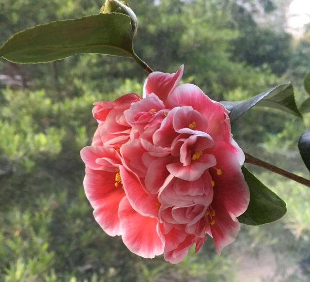 买到的茶花盆土是板结黏重的黄泥土，疏剪花苞还不够，要彻底洗根
