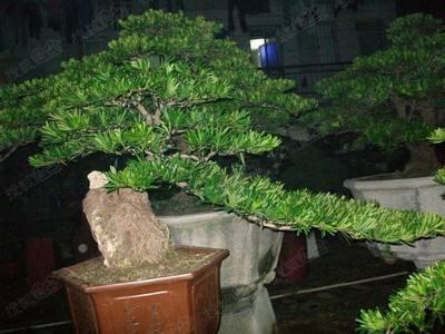 要想罗汉松造型美，枝叶翠，怎样让它过冬?