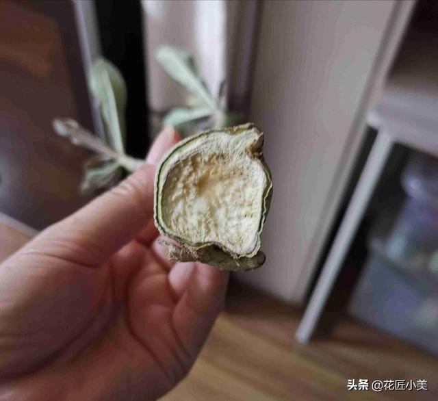 养沙漠玫瑰要舍得，狠心砍才容易出“大肚子”，枝繁叶茂开花多