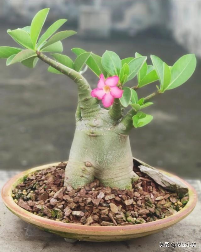养沙漠玫瑰要舍得，狠心砍才容易出“大肚子”，枝繁叶茂开花多