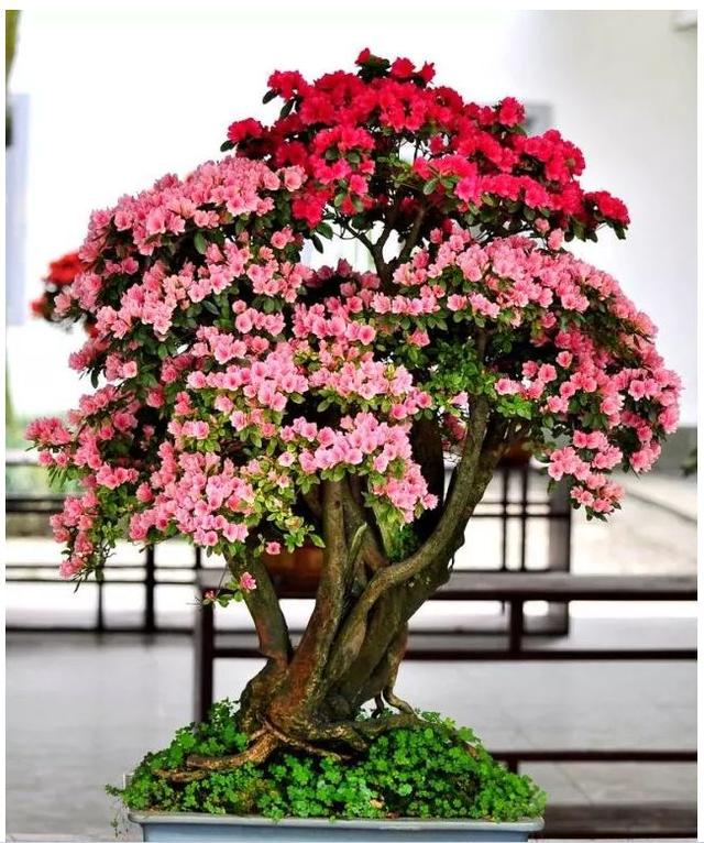 想让映山红盆景更美，这几点你做对了吗？