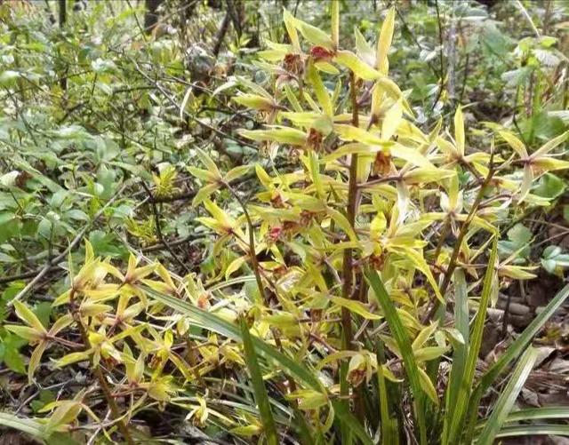 春蕙兰的差别你知道吗？明年让它开花更美，有何妙法？
