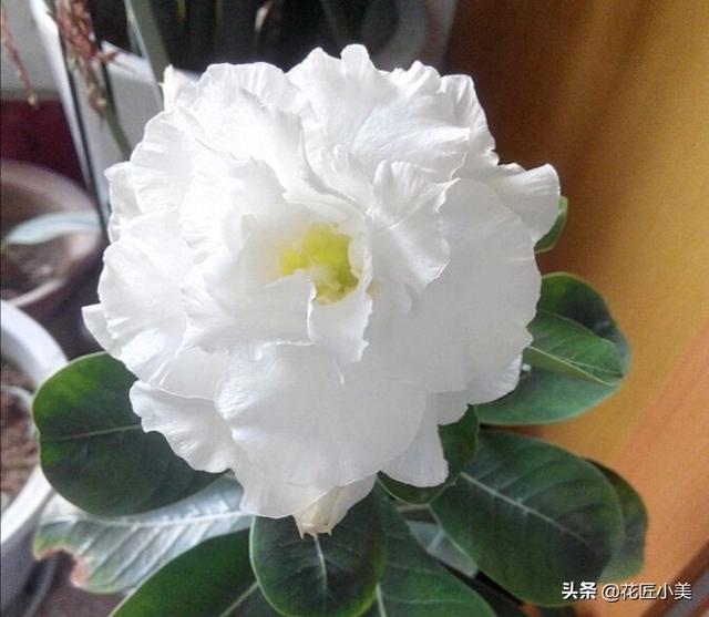 养沙漠玫瑰要舍得，狠心砍才容易出“大肚子”，枝繁叶茂开花多