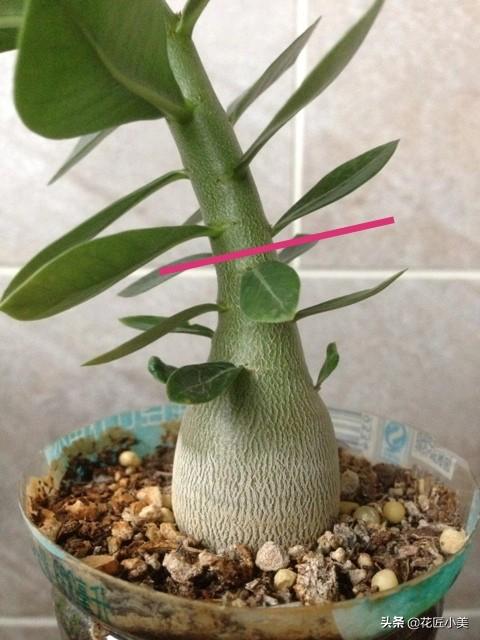 养沙漠玫瑰要舍得，狠心砍才容易出“大肚子”，枝繁叶茂开花多