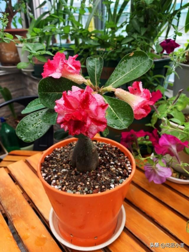 养沙漠玫瑰要舍得，狠心砍才容易出“大肚子”，枝繁叶茂开花多