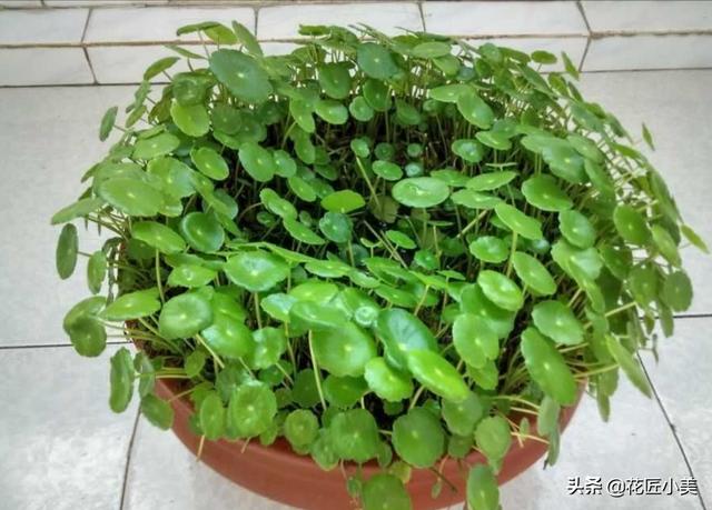 铜钱草总是东倒西歪？简单来一刀，10天后又是一盆好花