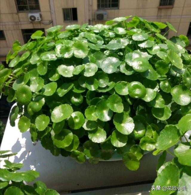 铜钱草总是东倒西歪？简单来一刀，10天后又是一盆好花