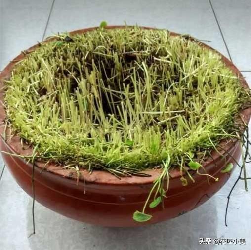 铜钱草总是东倒西歪？简单来一刀，10天后又是一盆好花