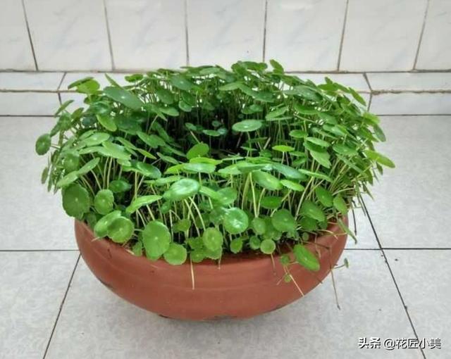 铜钱草总是东倒西歪？简单来一刀，10天后又是一盆好花