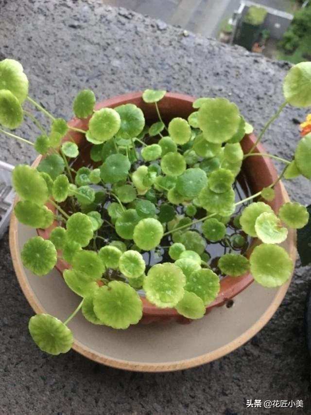 铜钱草总是东倒西歪？简单来一刀，10天后又是一盆好花