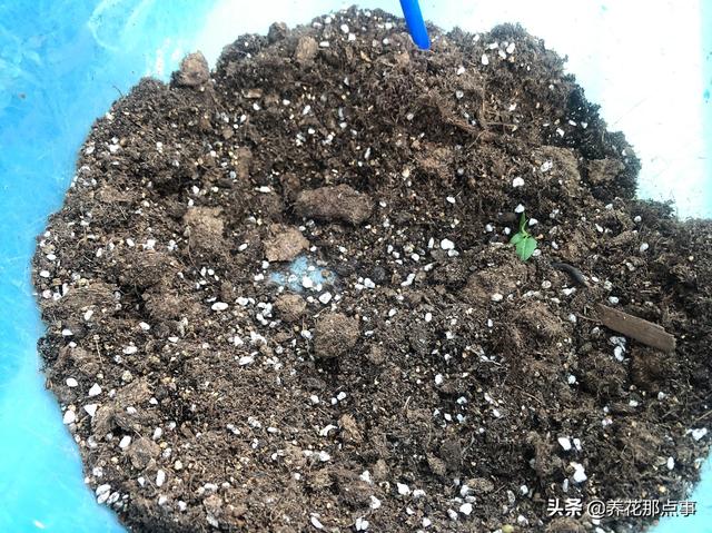 植物养不好，土是罪魁祸首，带你认识养花常见的3类土