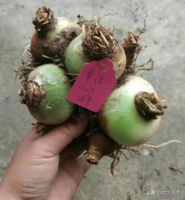 想要朱顶红正好在春节期间开花，你所必须了解的事