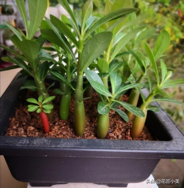 入秋后沙漠玫瑰的“大肚子”软软的？小心是烂根了