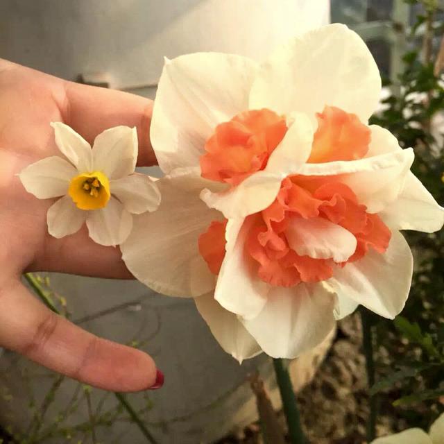 传统水仙看腻了，来盆霸气的洋水仙吧！