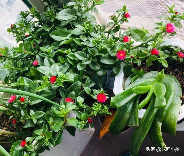 为啥你养的牡丹吊兰总不开花？只需注意这两点，很关键的两点