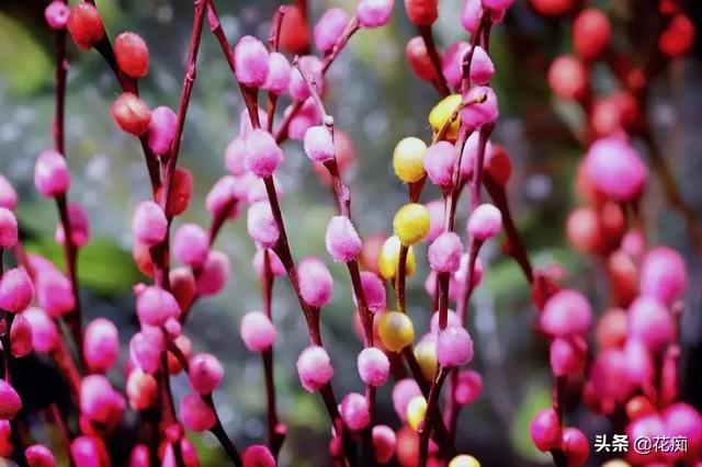 家养银柳，日子越过越有，春节就要养一盆