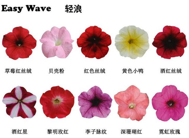 它能从春天一直开到秋天，最热门的草花，你值得拥有