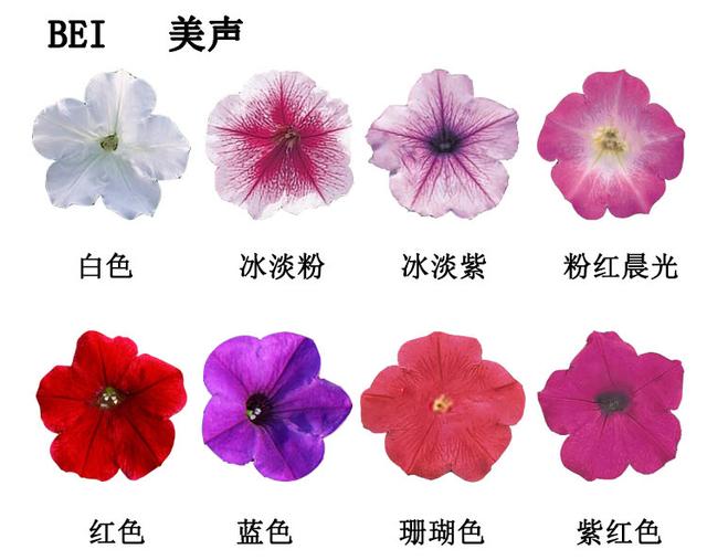 它能从春天一直开到秋天，最热门的草花，你值得拥有