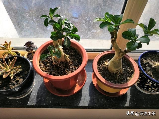 入秋后沙漠玫瑰的“大肚子”软软的？小心是烂根了