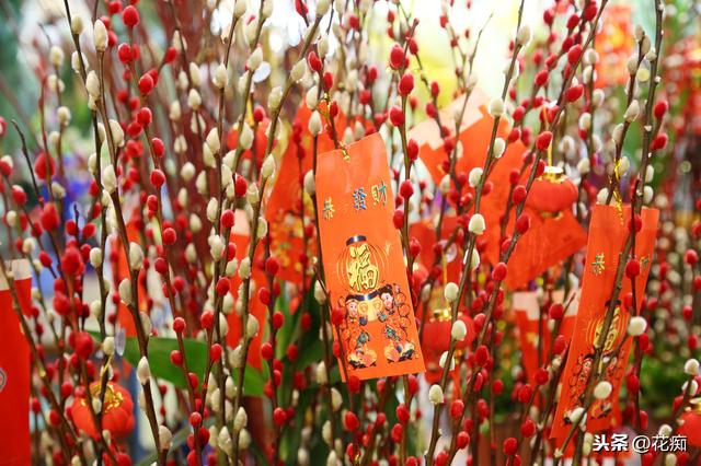 家养银柳，日子越过越有，春节就要养一盆