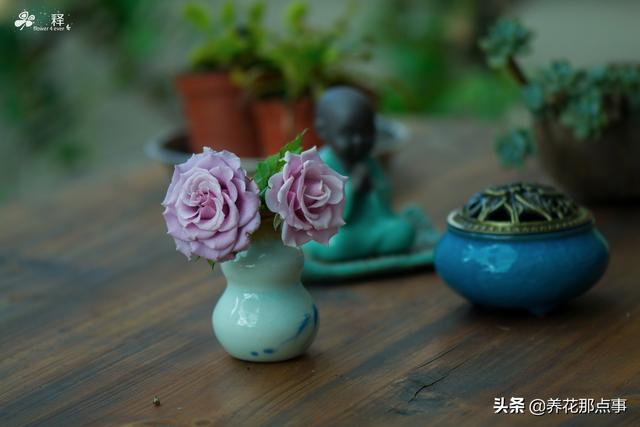 一个好的花园是这样炼成的，会构图会养花，还要懂得注入灵魂
