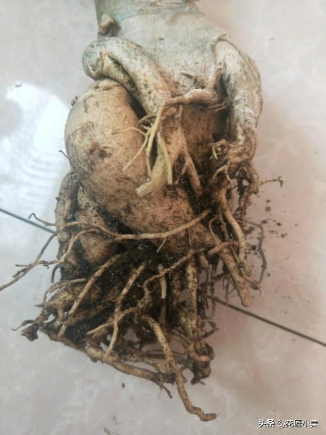 入秋后沙漠玫瑰的“大肚子”软软的？小心是烂根了
