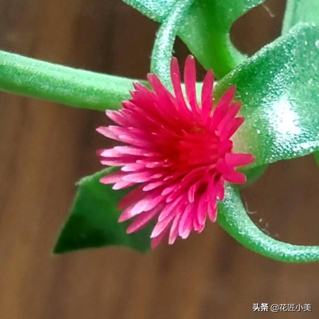 为啥你养的牡丹吊兰总不开花？只需注意这两点，很关键的两点