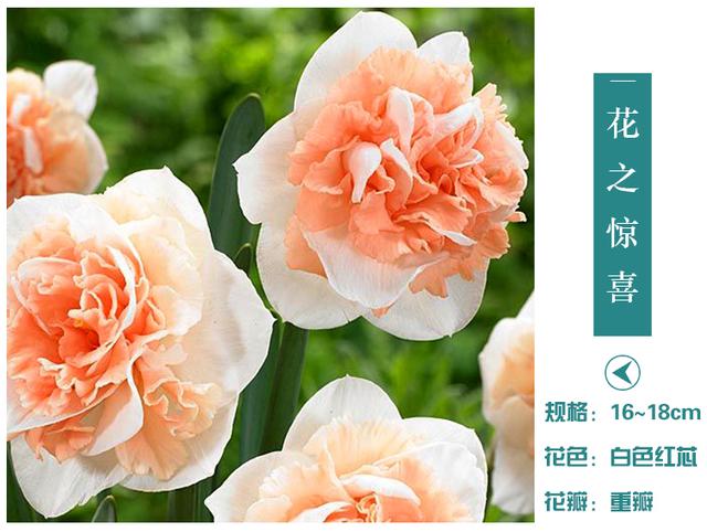 传统水仙看腻了，来盆霸气的洋水仙吧！