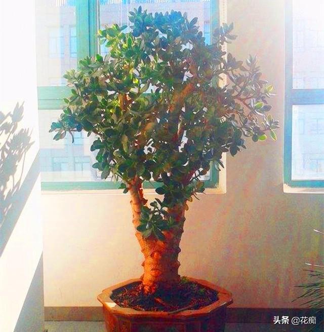 玉树越老越值钱，养成树，做盆景，满树繁花超壮观