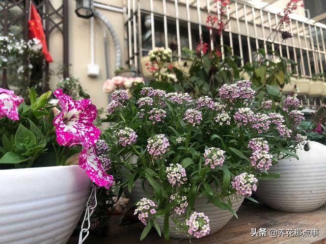 植物养不好，土是罪魁祸首，带你认识养花常见的3类土