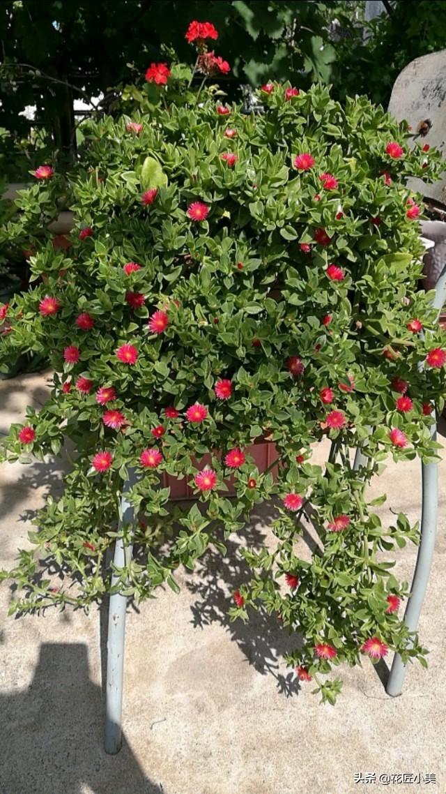 为啥你养的牡丹吊兰总不开花？只需注意这两点，很关键的两点