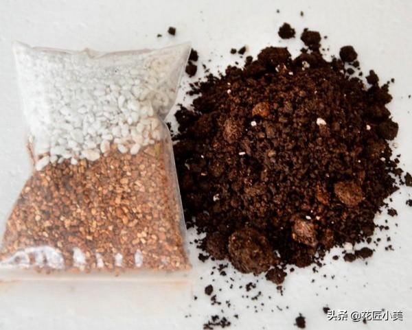 为啥你养的牡丹吊兰总不开花？只需注意这两点，很关键的两点