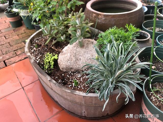 植物养不好，土是罪魁祸首，带你认识养花常见的3类土