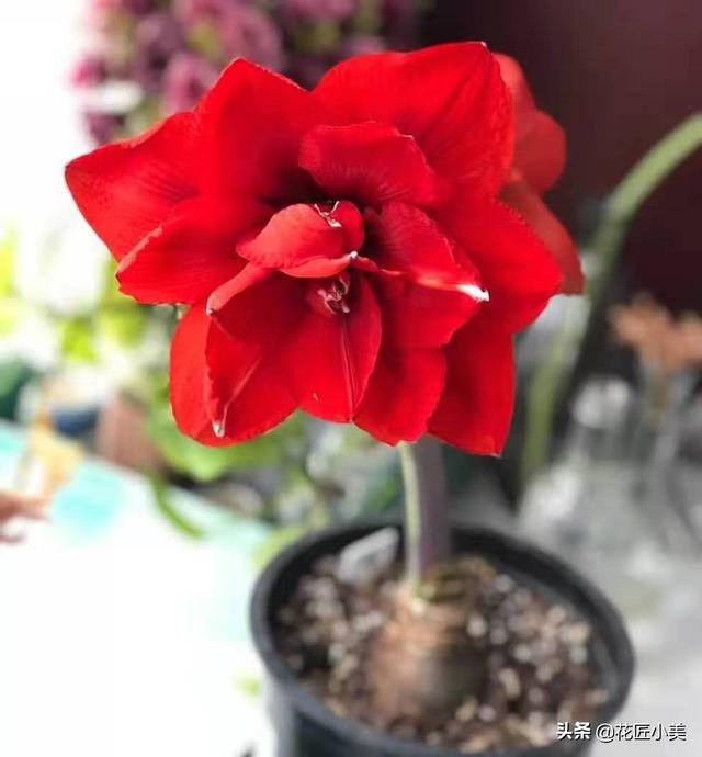 想要朱顶红正好在春节期间开花，你所必须了解的事